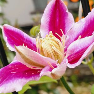 クレマチス,クレマチスアンジェラ,ガーデニング,ナチュラルガーデン,お庭の植物の画像