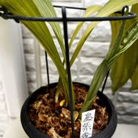 エビネ,タンチョウソウ,ムサシアブミ,ミゾコウジュ,斑入りミゾコウジュの画像