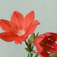 玄関アプローチの画像