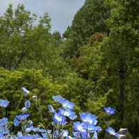 ネモフィラ, ネモフィラ畑,❤️いいね、ありがとう,繋がりに感謝✨,GSの繋がりに感謝♡の画像