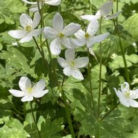 ニリンソウ,花いっぱい！,旅先にて,花が好き❤,野草　山野草の画像