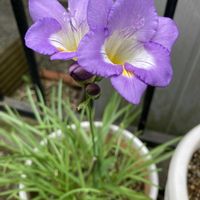 フリージアの画像