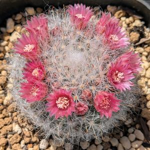 サボテンの花,多肉植物のある暮らし,サボテンのある暮らし,繋がりに感謝✨,花サボテン☆すずの画像