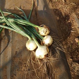 畑仕事,成長,畑作業,愛情込めて,家庭菜園の画像