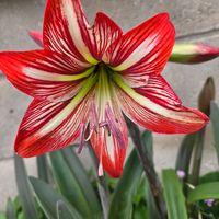 アマリリスの画像