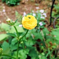 フレンチラベンダー,ラナンキュラス ゴールドコイン,西洋オキナグサ,今日の庭から,庭の画像