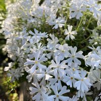 シバザクラ,散歩道♡の画像