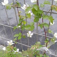 鉢植え,ガーデニング,果樹,フルーツ,おうち園芸の画像