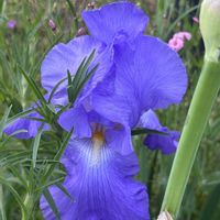 ジャーマンアイリスの画像