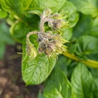 ジャガイモの画像