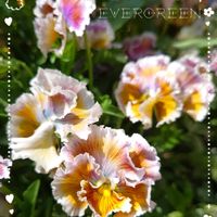 A－STORYビオラ,プランター植え,小さな庭から,ガーデニング初心者,おうち園芸の画像