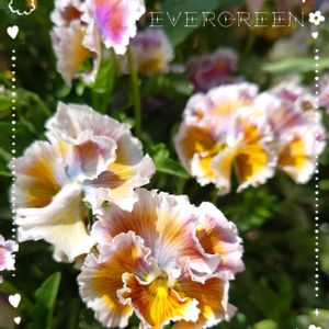 A－STORYビオラ,プランター植え,小さな庭から,ガーデニング初心者,おうち園芸の画像