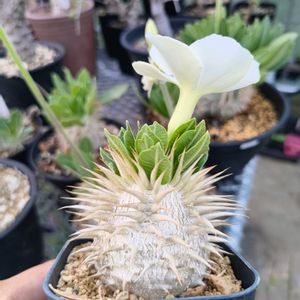 コーデックス,パキポディウム属の画像