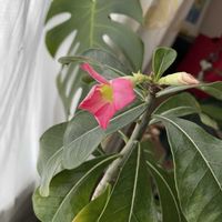 花のある暮らし,部屋の画像