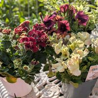 ペチュニア,ペチュニア リストランテトーティ,ペチュニア花衣　茜染,ペチュニア　レモンブリーズ,ガーデニングの画像