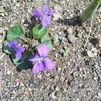 ギボウシ,スミレの画像