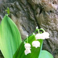 スズラン,小さな庭の画像