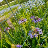 ネモフィラ,シラー・ペルビアナの画像