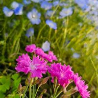 サクラソウ,ネモフィラの画像