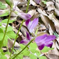 ミヤマキンポウゲ,レンゲソウ,オオアマナ,花散歩,青空の画像