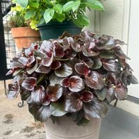 ベゴニア,ベゴニア ダブレット,花のある暮らし,お花大好き♡,ベランダの画像