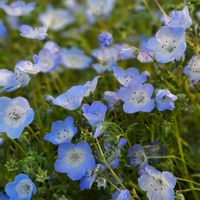ネモフィラの画像