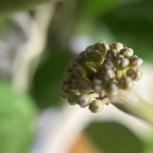 ホヤ・カルノーサ,ホヤ・カルノーサリップカラー,ホヤ,ホヤ カルノーサ,初開花の画像