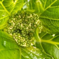 アジサイの画像