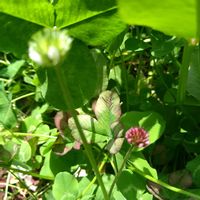 クローバー,クローバー,クローバー,クローバー　ティントワイン,全てに祈りを♪の画像