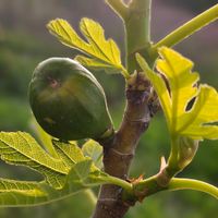 イチジクの画像