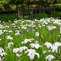カキツバタ,カキツバタ,カキツバタ,カキツバタ,カキツバタの画像
