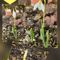 スノードロップ,iPhone撮影,in札幌,in北海道,庭の画像