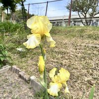 イチハツ,ジャーマンアイリス,シラン,シラー・ペルビアナ,オオツルボの画像