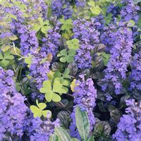 アジュガ,多肉植物,花のある暮らし,植物大好き,庭の画像