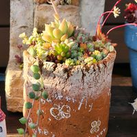 寄せ植え,多肉植物,多肉寄せ植え,花のある暮らし,多肉男子の画像