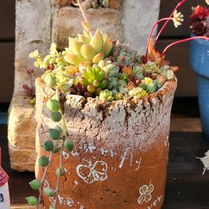 寄せ植え,多肉植物,多肉寄せ植え,花のある暮らし,多肉男子の画像
