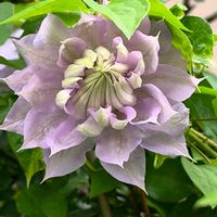 ノイバラ,クレマチス‘ベルオブウォーキング’,バラ  ルィーズ・オディエ,花のある暮らし,花は癒やし♡の画像