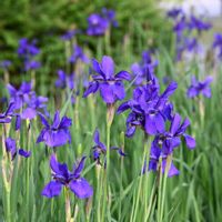 アヤメ,アヤメ,アヤメ,アヤメ,アヤメの画像