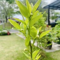 花ゆず,花柚,一才柚子,かわいい,大好きの画像