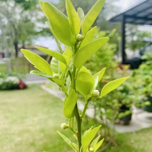 花ゆず,花柚,一才柚子,かわいい,大好きの画像