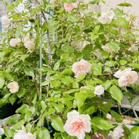 植中毒,バラのある暮らし,お花のある暮らし,宿根草♪,繋がりに感謝✨の画像