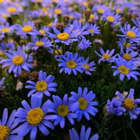 フェリシア,ブルーデ―ジ―,青・あお・ブルー,２０２５年同期の画像