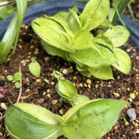 山野草,シェードガーデン,2のつく日は斑入りの日,小さな庭の画像