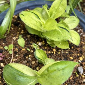 山野草,シェードガーデン,2のつく日は斑入りの日,小さな庭の画像