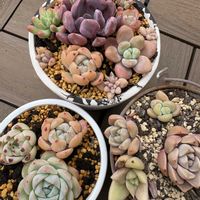 ザクロ,ザクロ,ザクロ,エケベリア キューピッド,スポットダービアエの画像