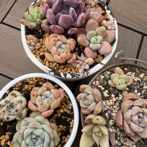 ザクロ,ザクロ,ザクロ,エケベリア キューピッド,スポットダービアエの画像