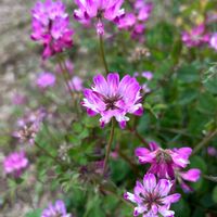 レンゲソウ,今日のお花の画像