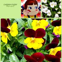 パンジー,小さな幸せ♡,ペコちゃん祭り,花友さんに感謝♡,チーム魔女っ子の画像