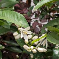 ミカン,神奈川県,4月,庭の画像