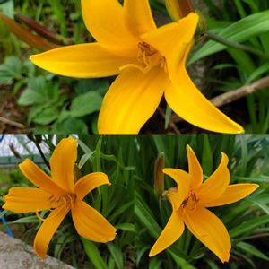 苔玉仕立ての画像